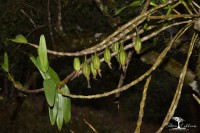 Dendrobium heterocarpum Wall. ex Lindl.